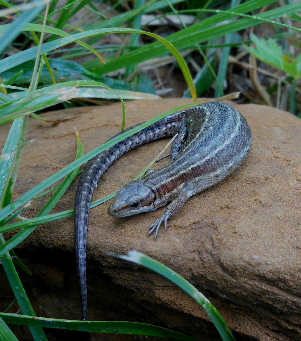 Zootoca vivipara  dalla Val di Fassa